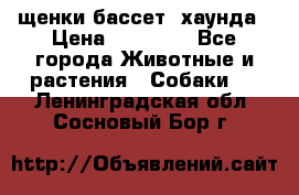 щенки бассет- хаунда › Цена ­ 20 000 - Все города Животные и растения » Собаки   . Ленинградская обл.,Сосновый Бор г.